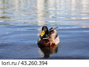 Утка на воде (2024 год). Редакционное фото, фотограф Вероника Павлова / Фотобанк Лори