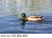 Утка на воде. Стоковое фото, фотограф Вероника Павлова / Фотобанк Лори