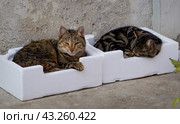 Два уличных кота отдыхают. Стоковое фото, фотограф Ави Христова / Фотобанк Лори