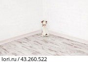 Dog standing in the corner. Стоковое фото, фотограф Гладских Татьяна / Фотобанк Лори