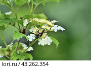 Золотистая бронзовка (лат. Cetonia aurata) и щитник линейчатый (Graphosoma lineatum) на цветущей калине. Стоковое фото, фотограф Владимир Литвинов / Фотобанк Лори