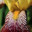 Close up of vinous and yellow iris petal with stamen. Стоковое фото, фотограф Светлана Ильева (Иванова) / Фотобанк Лори