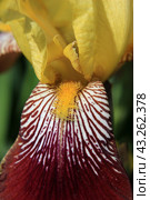 Close up of vinous and yellow iris petal with stamen. Стоковое фото, фотограф Светлана Ильева (Иванова) / Фотобанк Лори
