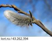 Willow catkin against blue sky background. Стоковое фото, фотограф Светлана Ильева (Иванова) / Фотобанк Лори