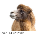 Портрет верблюда на белом фоне. Portrait of the beautiful camel on white background. Стоковое фото, фотограф Татьяна Д / Фотобанк Лори