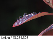 Red leaf in drops of dew on a black background. Стоковое фото, фотограф Светлана Ильева (Иванова) / Фотобанк Лори