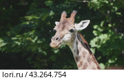 Beautiful giraffe stands tall in Moscow Zoo. Стоковое фото, фотограф Фотограф / Фотобанк Лори