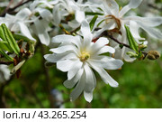 Магнолия звёздчатая (лат. Magnolia stellata). White star magnolia blossom flowers branch. Стоковое фото, фотограф Photolart / Фотобанк Лори