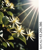 Honeysuckle blooms in the garden. White and yellow flowers of Lonicera Caprifolium against of green leaves. Floriculture and horticulture. Arching shrubs or twining vines in the family Caprifoliaceae. Стоковое AI-изображение, AI-художник Юлия Петровская / Фотобанк Лори