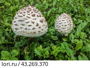 Молодые грибы-зонтики пестрые Macrolepiota procera на лугу в зеленой траве./ A young parasol mushrooms. Стоковое фото, фотограф Iva Noel / Фотобанк Лори