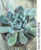Эхеверия Апус (от лат. Echeveria Apus) -  суккулентное растение, которое очень популярно в цветоводстве/  Blue Teal Sage Green Succulent Close-up. Стоковое фото, фотограф Iva Noel / Фотобанк Лори