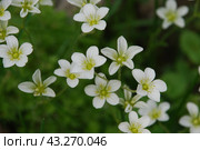 Claytonia small white flowers in a flower bed. Стоковое фото, фотограф Andrew_Swarga / Фотобанк Лори