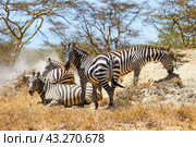 Plains zebras. Стоковое фото, фотограф Art Konovalov / Фотобанк Лори