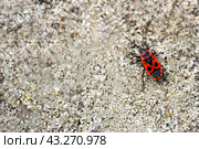 Жук-пожарник (мягкотелка) крупным планом. / Fireman beetle (soft-skinned) close-up. Стоковое фото, фотограф Наталья Баранова / Фотобанк Лори