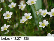 Claytonia small white flowers in a flower bed. Стоковое фото, фотограф Andrew_Swarga / Фотобанк Лори