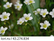 Claytonia small white flowers in a flower bed. Стоковое фото, фотограф Andrew_Swarga / Фотобанк Лори