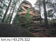 Taiga forest and rocks of the Stolby nature reserve park. Стоковое фото, фотограф Jan Jack Russo Media / Фотобанк Лори