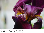 Large purple iris. Стоковое фото, фотограф Andrew_Swarga / Фотобанк Лори