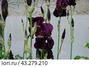 Large purple iris. Стоковое фото, фотограф Andrew_Swarga / Фотобанк Лори