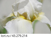 Large white iris. Стоковое фото, фотограф Andrew_Swarga / Фотобанк Лори