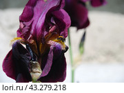 Large purple iris. Стоковое фото, фотограф Andrew_Swarga / Фотобанк Лори