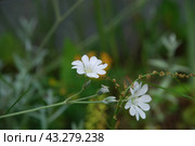 Claytonia small white flowers in a flower bed. Стоковое фото, фотограф Andrew_Swarga / Фотобанк Лори