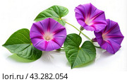 Ipomoea flower on a white insulated background. Стоковое AI-изображение, AI-художник Виктория Кольцова / Фотобанк Лори