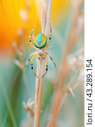 Floating on the stem of a plant, one can observe a colorful spider, easily catching ones eye. Стоковое AI-изображение, AI-художник Юрий Поздников / Фотобанк Лори