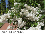 Цветущая сирень сорта "Флора (Flora)". Ботанический сад Московского университета. Солнечный день в конце мая. Сорт "Flora" выведен в Голландии в 1953 году. Стоковое фото, фотограф Сергей Рыбин / Фотобанк Лори