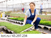female gardener in overall swaps pallets with young deren seedlings for full formation of plant. Стоковое фото, фотограф Яков Филимонов / Фотобанк Лори