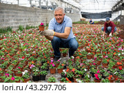 Old man planter sitting down holding a pot of waller's balsamine flower in greenhouse. Стоковое фото, фотограф Яков Филимонов / Фотобанк Лори