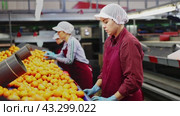 High angle view of group of people working in citrus processing factory. Female workers sorting tangerines on conveyor line, young man helper stacking boxes of selected fruits. Стоковое видео, видеограф Яков Филимонов / Фотобанк Лори