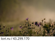 Лесная герань ранним летним утром в тумане, подсвеченном солнцем. Стоковое фото, фотограф Svetlana V. Pronina / Фотобанк Лори