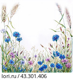 Wildflowers, meadow flowers and grass are painted in watercolor, cornflowers knapweed bluet, in white background. Стоковое AI-изображение, AI-художник Ольга Пилипчик / Фотобанк Лори