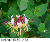 Цветок жимолости каприфоль (Lonicera caprifolium L.) на фоне листьев. Крупный план. Стоковое фото, фотограф Ирина Борсученко / Фотобанк Лори