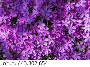 Purple flowers on a sunny day, natural background. Phlox subulata. Стоковое фото, фотограф EugeneSergeev / Фотобанк Лори