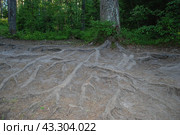 Pine roots on a forest road. Стоковое фото, фотограф Andrew_Swarga / Фотобанк Лори
