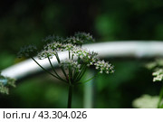 Dill flowers. Стоковое фото, фотограф Andrew_Swarga / Фотобанк Лори