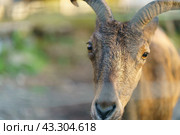 Portrait of East Caucasian tur or Daghestani tur in sunny summer day. Young animal looking at camera. It is listed as near threatened on the IUCN Red List. Free space for your message. Стоковое фото, фотограф YuryKara / Фотобанк Лори