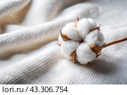 Textile industry. Cotton. Cotton flower on a background of white cotton fabric. A place for the text. Стоковое AI-изображение, AI-художник Photojuli / Фотобанк Лори