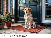 Animal care. The puppy sits patiently at the front door, looking forward to his master and walking with him. Стоковое AI-изображение, AI-художник Photojuli / Фотобанк Лори