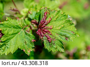red currant leaves damaged by aphids. Pests on garden plants, gardening, pest control. Стоковое фото, фотограф Ольга Ильина / Фотобанк Лори