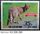 Почтовая марка с гашением Северная Корея 1989 год. Сервал (Leptailurus serval) (2024 год). Редакционное фото, фотограф Елена Бобкова / Фотобанк Лори