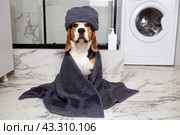 Beagle dog in a grey towel after bathing. Interior of a modern bathroom. Стоковое фото, фотограф Виктория Тельминова / Фотобанк Лори