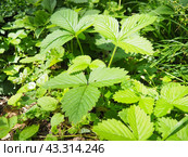Fragaria is genus of flowering plants in rose family, Rosaceae, commonly known as strawberries for edible fruits. Hybrids and cultivars. Garden strawberry, hybrid Fragaria ananassa. Fruska Gora. Стоковое фото, фотограф Юлия Петровская / Фотобанк Лори