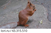 A red squirrel in the park of Kislovodsk nibbles seeds and nuts in its natural environment. Стоковое видео, видеограф Екатерина Золина / Фотобанк Лори