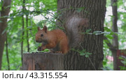 Red squirrel on a tree stump in the wild nibbles seeds and nuts. Animal on a green background. Стоковое видео, видеограф Екатерина Золина / Фотобанк Лори