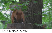 Red squirrel on a tree stump in the wild nibbles seeds and nuts. Animal on a green background. Стоковое видео, видеограф Екатерина Золина / Фотобанк Лори
