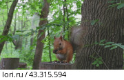 Red squirrel on a tree stump in the wild nibbles seeds and nuts. Animal on a green background. Стоковое видео, видеограф Екатерина Золина / Фотобанк Лори