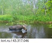 Лось спасается от гнуса в реке. Стоковое фото, фотограф Евгений Ковалев / Фотобанк Лори